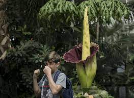 10 Corpse Flower Facts Twhy It Is So Stinky Flower Glossary