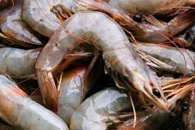 Multiple patches and spots indicate that the shrimp had begun breaking down before being frozen. All About Shrimp