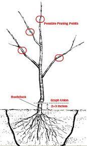 How To Plant Fruit Trees American Preppers Network Growing Fruit Trees Fruit Trees Trees To Plant