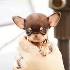 Most dog associations like the akc emphasize the dog's apple head shape to be accepted as a breed standard. Teacup Chihuahuas Chihuahua Puppies Purebred Chihuahuas Pure Apple Head Chihuahua Puppies X012x
