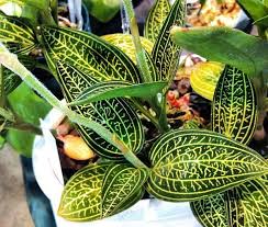 Maybe you would like to learn more about one of these? Gambar Dan Nama Spesis Orkid Eksotik