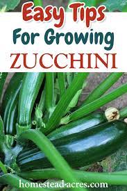 Check spelling or type a new query. How To Grow Zucchini From Seed To Harvest Homestead Acres