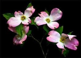 American Dogwood State Flower Of North Carolina And Virginia Dogwood Spring Blossom Flowers