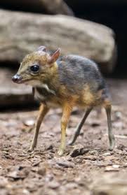 The deer mouse (peromyscus maniculatus) is a small north american rodent. Weird But Adorable Cute Mouse Deer Explores The World For The First Time Unusual Animals Animals Cute Animals