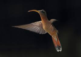 Image result for Glinus hirtus