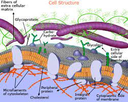 Cell membrane in the largest biology dictionary online. Cells And Energy
