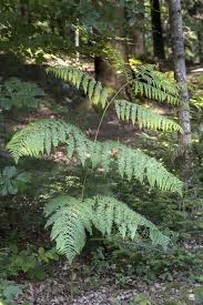 Image result for Pteridium aquilinum