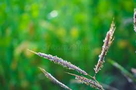 Image result for Dichanthium annulatum