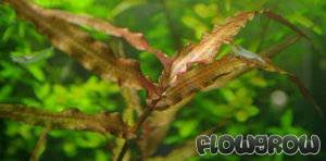 Image result for Murdannia stricta