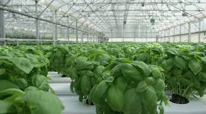 Having those kind of concerns is certainly understandable, and i can tell you all day long that the market for nursery stock is great. Starting Profitable Plant Nursery Business From Scratch Business Plan Businesvaani