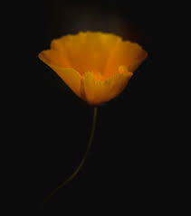 See flowers black background stock video clips. Orange Flower On Black Background By Michael Duva