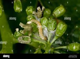Image result for Lobesia botrana grapevine