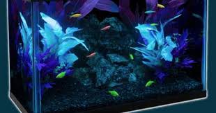 Experience The Glo Cool Fish Tanks Glofish Diy Fish Tank