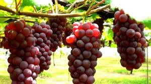 Champagne, minuman legendaris beralkohol ringan dari prancis, serta ladang anggur burgundy, mendapat status warisan dunia dari. Polres Gayo Lues Kembangkan Enam Varietas Tanaman Tin Dan Anggur Di Kompleks Mapolres Serambi Indonesia