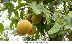 Image result for Meliaceae