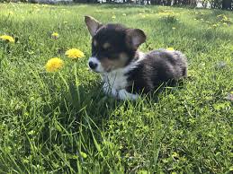 Also, be sure to check the pembroke welsh corgi dog breeder listings in our dog breeder directory, which feature upcoming dog litter announcements and current puppies for sale for that dog breeder. Mini Corgi Puppies For Adoption Near Me