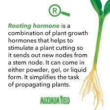 What Is Rooting Hormone Definition From Maximum Yield Rooting Hormone Hormones What Is Root