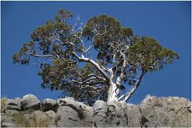 Image result for Widdringtonia whytei