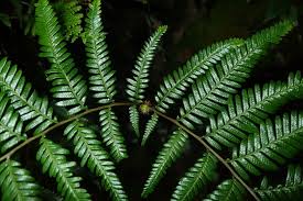 Image result for Gleicheniaceae