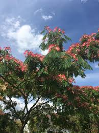 Magnolia are trees with quite large leaves that produces beautiful large flowers in spring. Tree With Pink Fuzzy Flower And Fern Like Leaves Paris Giverny France Whatsthisplant
