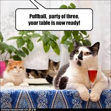 If you are looking for some raucous fun on a dinner cruise into the beautiful key west sunset, then you should join the welcoming crew of the party cat for this rollicking excursion. Puffball Party Of Three Lolcats Lol Cat Memes Funny Cats Funny Cat Pictures With Words On Them Funny Pictures Lol Cat Memes Lol Cats