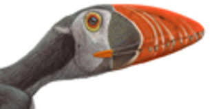 Check spelling or type a new query. Pterosaur Dimorphodon Macronyx Amnh