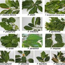 Leaf, green fresh leaf border texture, green leafed decor, grass, border frame png. Twenty One Ficus Species Used To Study The Genetic Diversity Through Download Scientific Diagram