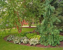 Find up to four landscaping pros. Pin By Kim Boruszewski On My Favorite Trees Birch Tree Landscaping Birch Trees Garden River Birch Landscaping