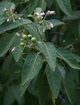Image result for Solanum tettense