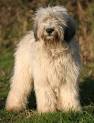 Polish Lowland Sheepdog Puppies For Sale - AKC PuppyFinder