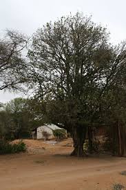 Image result for Drypetes mossambicensis