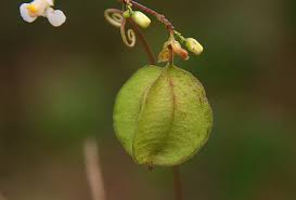 Image result for Cardiospermum corindum