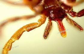 Natural green products are less costly to purchase than the more expensive harsh chemicals that typical pest control companies use for termite treatments, so you can feel good about saving money and. Greentech Pest Management Inc Home Facebook