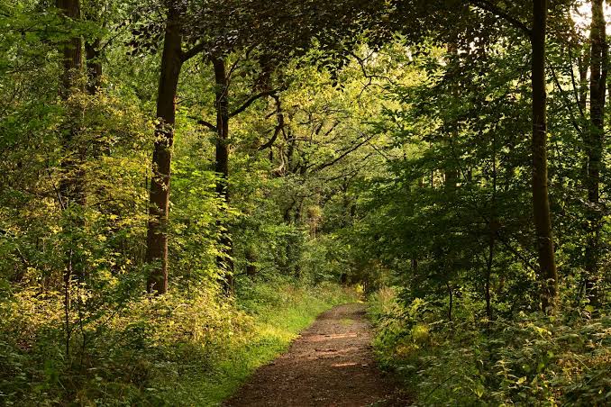 4.000+ melhores imagens de Caminho · Download 100% grátis · Fotos profissionais do Pexels