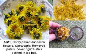 Eating Dandelion Flowers Proverbs 31 Woman Eating Dandelions Dandelion Flower Healthy Herbs