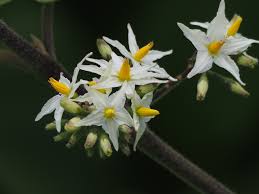 Image result for Solanum torvum