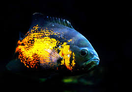 Ikan oscar termasuk dalam jenis ikan. Pesona Ikan Oscar Yang Tak Pernah Pudar