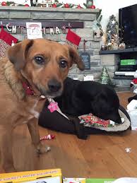 Please remove if not allowed: unbelievably, it's been 12 years already  since we adopted our Molly from the branch. As you can see, she's the heart  of our home and quietly ruling