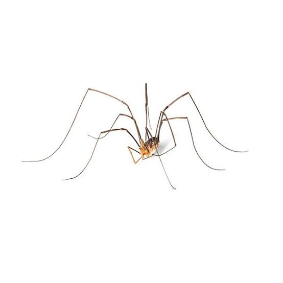 Harvestmen / Daddy Longlegs | Bug Out - Pest Control and Extermination  Services