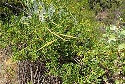 Image result for Periploca linearifolia