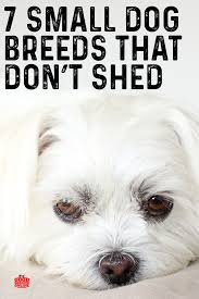 7 Adorable Non Shedding Small Dogs Small Dog Breeds In 2020 Small Dog Breeds Best Small Dogs Dog Breeds That Dont Shed