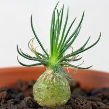 Image result for Ornithogalum seineri