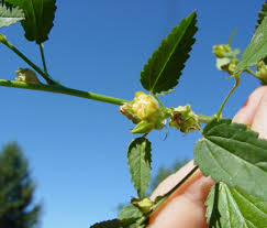 Image result for Sida spinosa