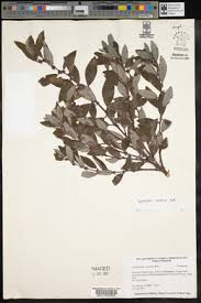 Image result for Droguetia iners