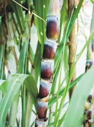 Image result for Vernonia karaguensis