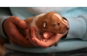 This virus can be caught from the mother in utero or from infected fluids after birth. Fading Puppy Puppy Culture