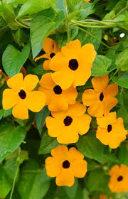 Image result for Thunbergia dregeana