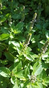 Image result for Ocimum