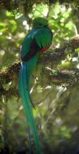 Birds That Start With Q A Quetzal Christmas Beautiful Birds Cute Wild Animals Quetzal