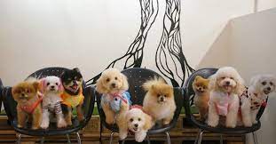 Tin shed garden cafe in portland, oregon. 5 Dog Cafes In Malaysia That You Can Check Out With Your Fur Kids Sevenpie Com Because Everyone Has A Story To Tell